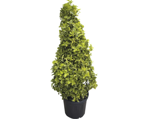 Vormsnoeiplant in pot
