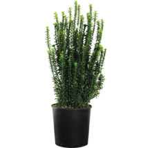 Buxus in pot