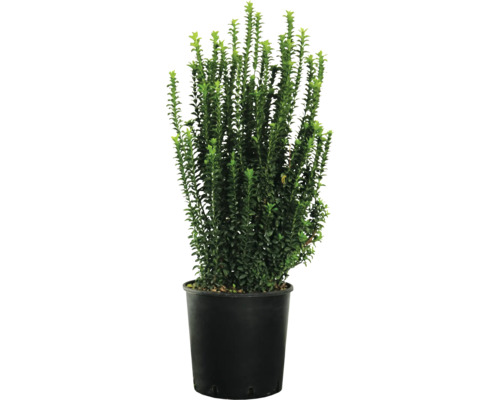 Buxus in pot