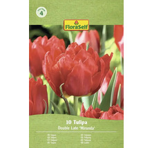 Verpakking met 10 tulpen van de soort Double Late Miranda