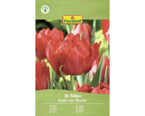 Verpakking met 10 tulpen van de soort Double Late Miranda