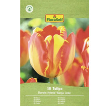 Verpakking van 10 Darwin Hybrid tulpen van het type Banja Luka
