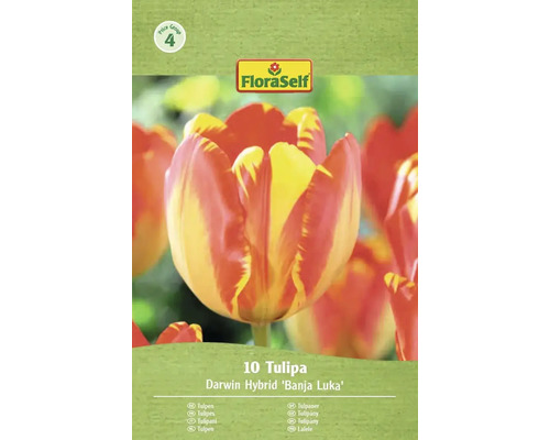 Verpakking van 10 Darwin Hybrid tulpen van het type Banja Luka