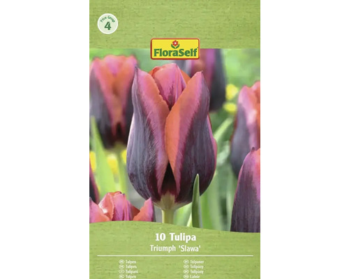 Verpakking met 10 Triumph Tulpen 'Slawa' van FloraSelf