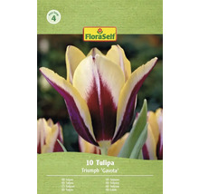 Verpakking met 10 Triumph Tulpen Gavota