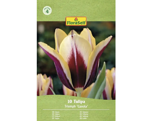 Verpakking met 10 Triumph Tulpen Gavota