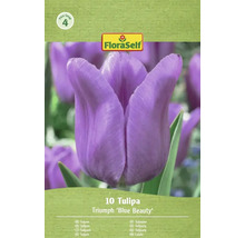FloraSelf Tulpen Triumph 'Blue Beauty', 10 stuks