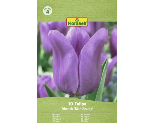 FloraSelf Tulpen Triumph 'Blue Beauty', 10 stuks