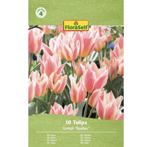 FloraSelf Tulpen Greigii Quebec, 10 stuks