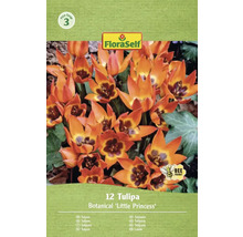 Verpakking met 12 botanische 'Little Princess' tulpen van FloraSelf