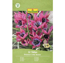 Verpakking van 12 botanische tulpen Little Beauty