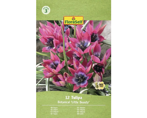 Verpakking van 12 botanische tulpen Little Beauty