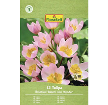 Verpakking tulpen van de soort Bakeri Lilac Wonder