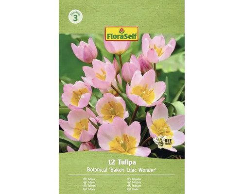 Verpakking tulpen van de soort Bakeri Lilac Wonder