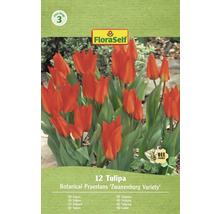 Verpakking tulpen van de soort Botanical Praestans Zwanenburg met het symbool bijvriendelijk