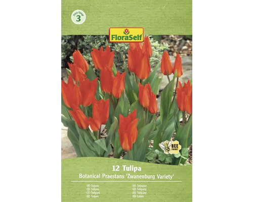 Verpakking tulpen van de soort Botanical Praestans Zwanenburg met het symbool bijvriendelijk