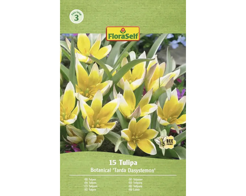 Verpakking met 15 Tulpen Botanical Tarda Dasystemon van het merk FloraSelf