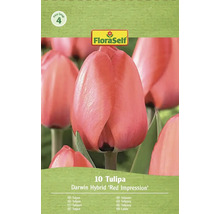 Verpakking Darwin Hybride Red Impression tulpen van FloraSelf