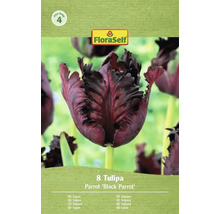 Verpakking met acht tulpen van het type Parrot Black Parrot