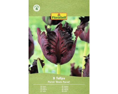 Verpakking met acht tulpen van het type Parrot Black Parrot