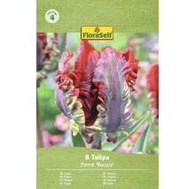 FloraSelf Parrot Rococo tulpenverpakking met acht bloembollen
