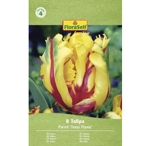 Verpakking met 8 Tulipa Parrot 'Texas Flame' bloembollen van FloraSelf