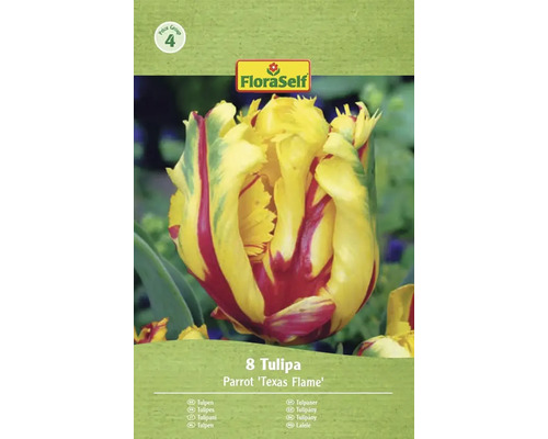 Verpakking met 8 Tulipa Parrot 'Texas Flame' bloembollen van FloraSelf