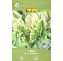 Verpakking met 8 tulpen Parrot Super Parrot