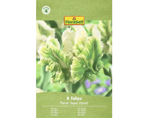 Verpakking met 8 tulpen Parrot Super Parrot