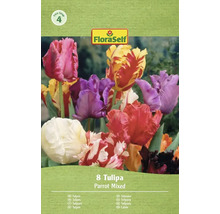 FloraSelf verpakking met 8 papegaaitulpen, gemengd