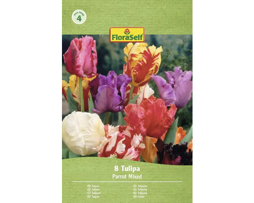 FloraSelf verpakking met 8 papegaaitulpen, gemengd