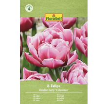 FloraSelf Tulpen Double Early Columbus, 8 stuks