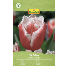 Verpakking met 10 Crispa Canasta tulpen