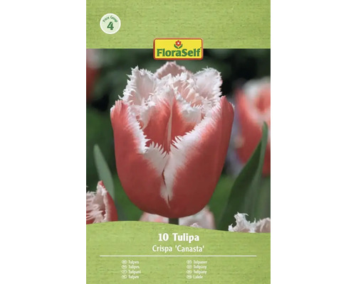 Verpakking met 10 Crispa Canasta tulpen