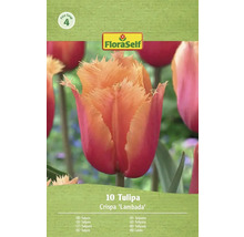 Tulipa Crispa 'Lambada' bloembollen verpakking