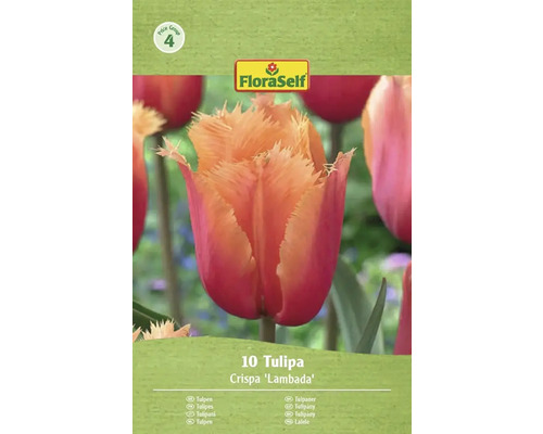 Tulipa Crispa 'Lambada' bloembollen verpakking