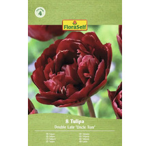 Verpakking met 8 tulpen van de soort Double Late 'Uncle Tom' van FloraSelf