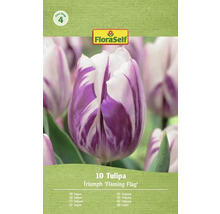 FloraSelf Tulp Triumph 'Flaming Flag', 10 stuks