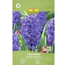 Verpakking met 5 hyacinten orientalis Dark Blue van het merk FloraSelf