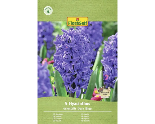 Verpakking met 5 hyacinten orientalis Dark Blue van het merk FloraSelf