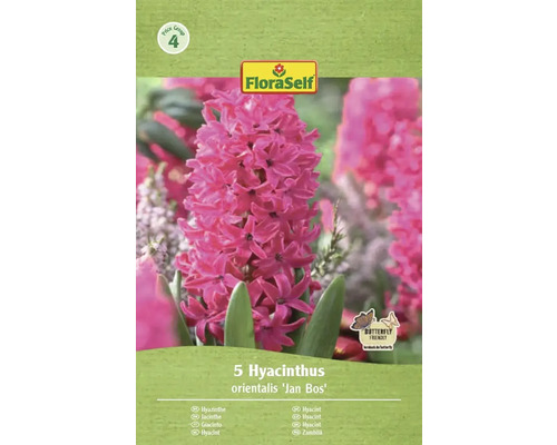 Verpakking met vijf hyacinten van het ras 'Jan Bos' van FloraSelf