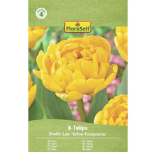 Verpakking met 8 tulpen van de soort Double Late 'Yellow Pomponette'