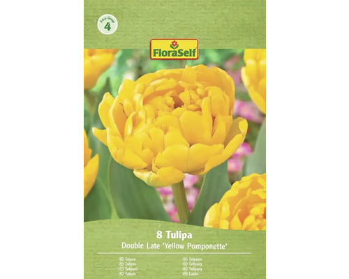 Verpakking met 8 tulpen van de soort Double Late 'Yellow Pomponette'