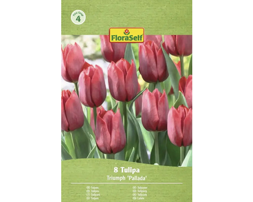 Verpakking met triomftulpen van het ras 'Pallada', bevat 8 stuks