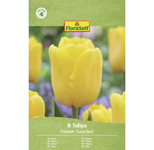 FloraSelf Tulpen Triumph Caractère, 8 stuks
