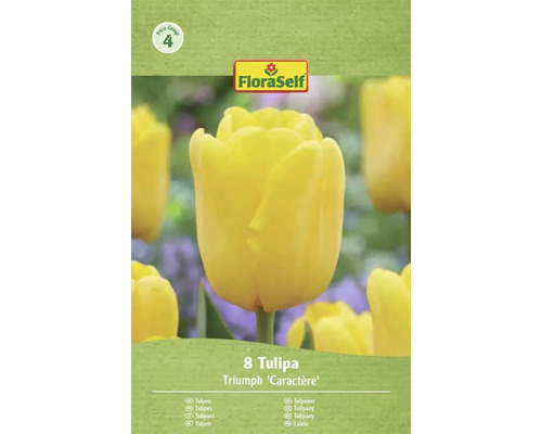FloraSelf Tulpen Triumph Caractère, 8 stuks