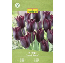 Verpakking met 8 Triumph Tulpen Havran