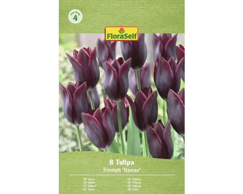 Verpakking met 8 Triumph Tulpen Havran