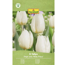 Verpakking met 8 stuks enkele vroege tulpen van het ras White Prince