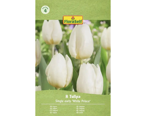 Verpakking met 8 stuks enkele vroege tulpen van het ras White Prince